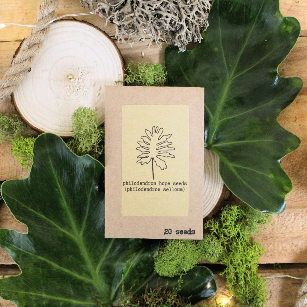 🌿Plant Lover's Favorites: 5- Piece Houseplant Seed Collection