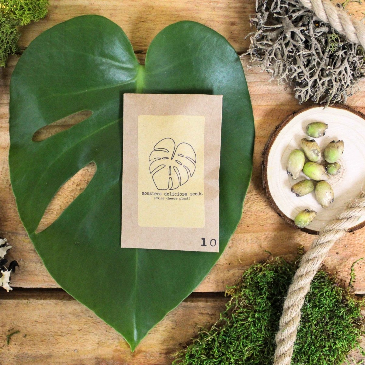 🌿Plant Lover's Favorites: 5- Piece Houseplant Seed Collection